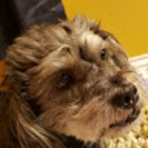 Meet your Posher, Alison